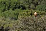 Long-legged Buzzard (Buteo rufinus)