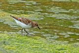 Little Stint (Calidris minuta)