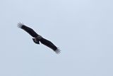 Lesser Spotted Eagle (Clanga pomarina)