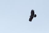 Lesser Spotted Eagle (Clanga pomarina)