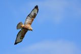 Long-legged Buzzard (Buteo rufinus)