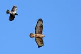 Long-legged Buzzard (Buteo rufinus)