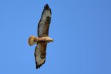 Long-legged Buzzard (Buteo rufinus)