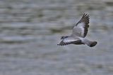 Stock Dove (Columba oenas)