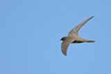 Alpine Swift (Tachymarptis melba) 