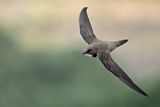 Alpine Swift (Tachymarptis melba) 