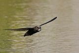 Common Swift (Apus apus) 