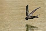 Common Swift (Apus apus) 