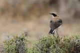 Eastern Black-eared Wheatear (Oenanthe melanoleuca)
