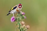 European Goldfinch (Carduelis carduelis)