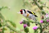 European Goldfinch (Carduelis carduelis)