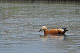 Ruddy Shelduck  (Tadorna ferruginea)