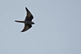 Eleonoras Falcon (Falco eleonorae)