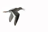 Redshank (Tringa totanus)