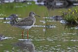 Redshank (Tringa totanus)