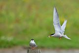 Common Tern (Sterna hirundo)