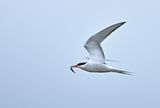 Common Tern (Sterna hirundo)