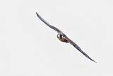 Peregrine Falcon (Falco peregrinus)