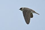 Sand Martin (Riparia riparia)