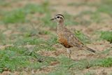 Eurasian dotterel (Eudromias morinellus)