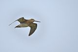 Common Snipe (Gallinago gallinago)