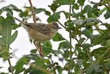 Zitting Cisticola - (Cisticola juncidis)