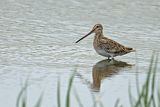 Common Snipe (Gallinago gallinago)