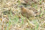 Grey Partridge (Perdix perdix)