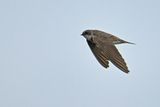 Sand Martin (Riparia riparia)