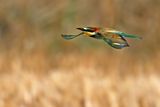European Bee-eater (Merops apiaster)