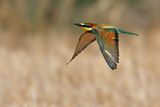 European Bee-eater (Merops apiaster)