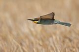 European Bee-eater (Merops apiaster)