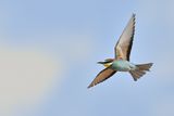 European Bee-eater (Merops apiaster)