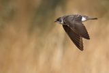 Sand Martin (Riparia riparia)