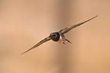 Barn Swallow (Hirundo rustica)