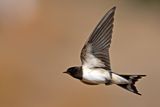 Barn Swallow (Hirundo rustica)