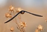 Barn Swallow (Hirundo rustica)
