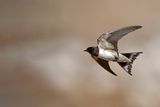 Barn Swallow (Hirundo rustica)