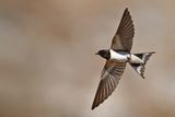 Barn Swallow (Hirundo rustica)