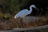 Little Egret (Egreta garzetta)