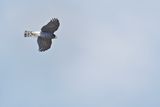 Eurasian Sparrowhawk (Accipiter nisus) 