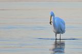 Great Egret (Ardea alba)