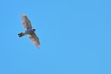 Northern Goshawk (Astur gentilis)