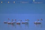 Flamingo (Phoenicopterus roseus)