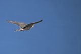 Eurasian Sparrowhawk (Accipiter nisus) 