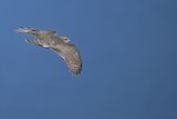 Eurasian Sparrowhawk (Accipiter nisus) 