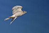 Eurasian Sparrowhawk (Accipiter nisus) 
