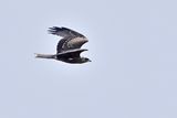 Black Kite (Milvus migrans)