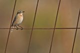 Whinchat (Saxicola rubetra)