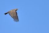 Crested Lark (Galerida cristata)